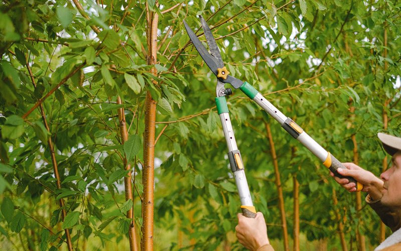 Tree trimming in Hannah, ND