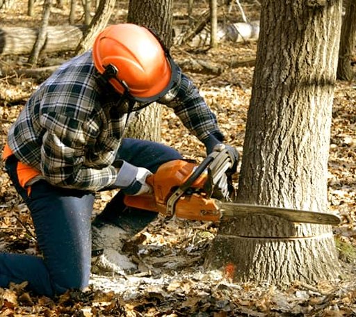 Tree Removal in Hannah, ND